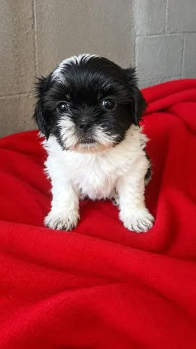 Shih tzu