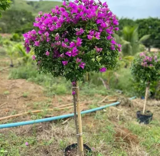 Boganvile Bola