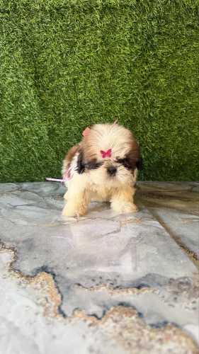 Shitzu mini