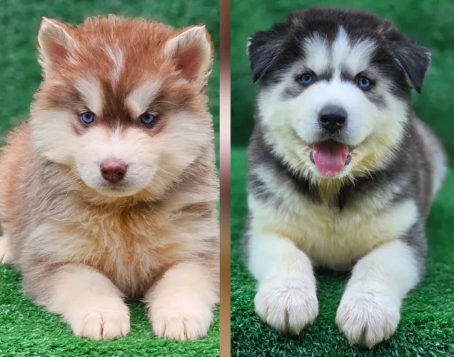 Husky siberiano registrados com PEDIGREE pelagem wolly já vacinados e vermífugados