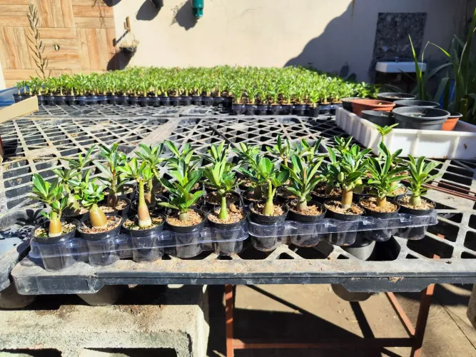 30 muda rosa deserto 100 Reais cores variadas no pote número 6