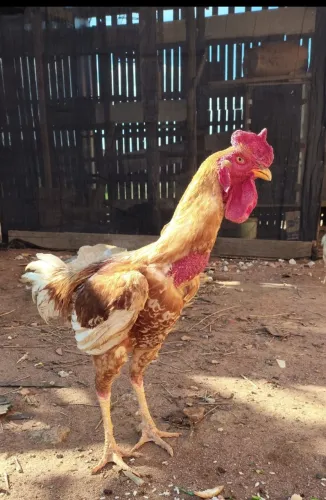 Galo Índio Mestiço