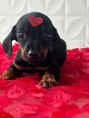 Filhote de Dachshund (Salsicha) - Amor