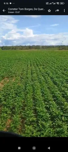 Fazenda de arrendamento 4 mil hec planta hoje 1.000 em barra do ouro TO.