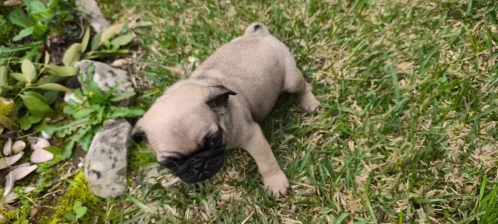 Pug O Companheiro Perfeito para Quem Ama Diversão