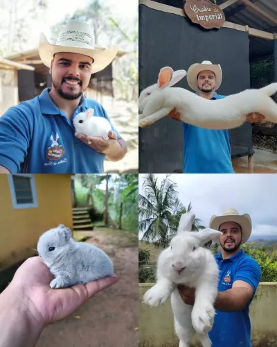 Coelhos - MINI - ANOES - GIGANTES (Criatório legalizado®)