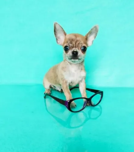 Chihuahua Fêmea Bicolor - Pequena, Meiga e Puro Carinho!