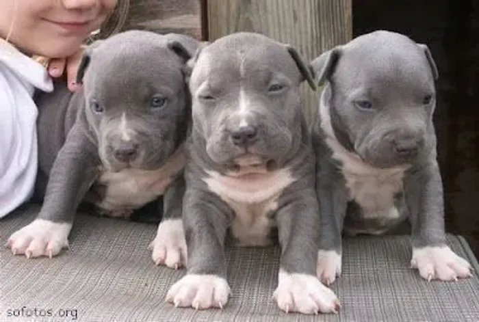 Pittbull filhotes olhos verdes como a natureza 