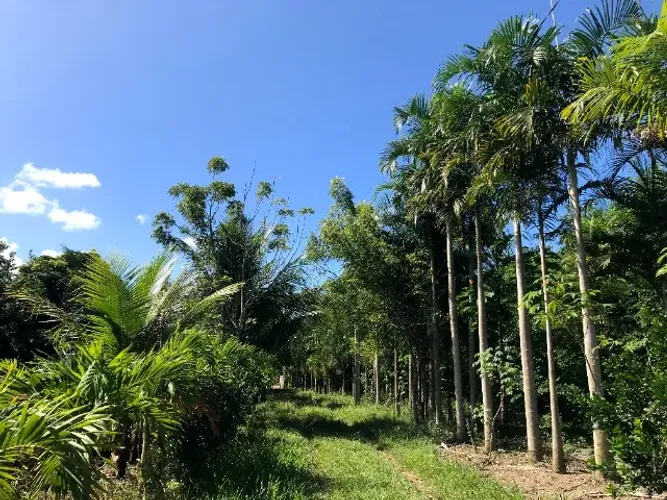 Fazenda 80 tarefas Vila Margarida / Itanagra