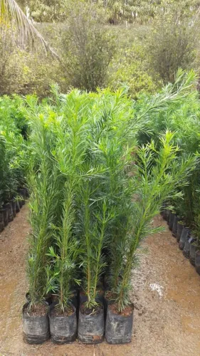 PODOCARPUS CERCA-VIVA / A PARTIR DE 1 METRO DE ALTURA 