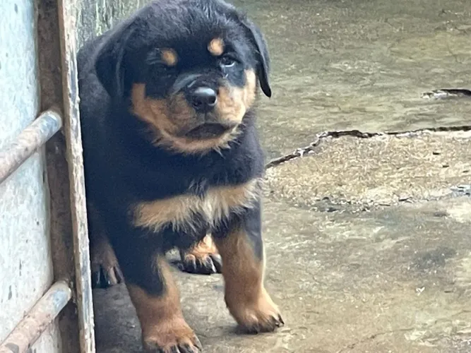 Rottweiler especial para quem busca lealdade - Chama agora!