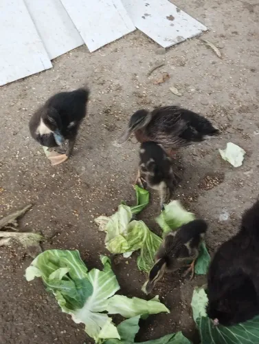 Filhotes de mini cool