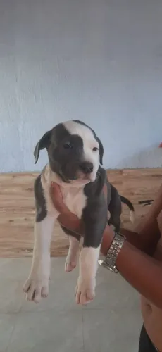 Pitbull Staffordshire