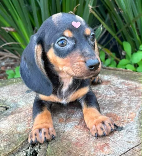 Dachshund Salsichinha Fêmea Mini