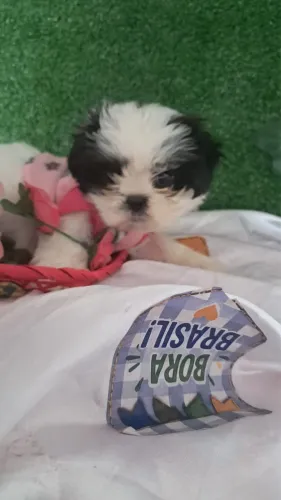 Filhote de shih Shih fêmea 