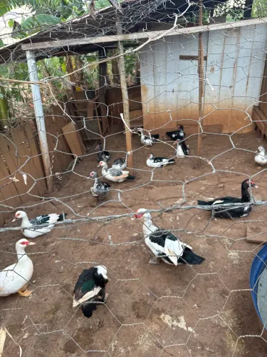 Vende-se patos