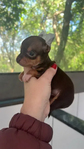 Pinscher fêmea e macho minúsculo