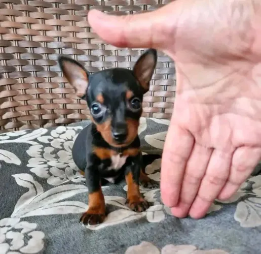 Pinscher 00 - Canil em BH