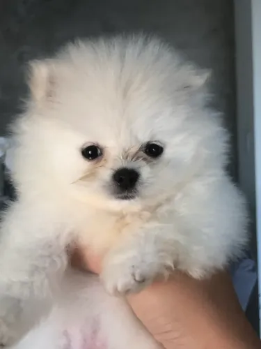 Lulu da pomerania anão baby face macho 