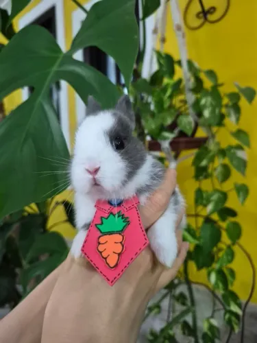 Filhotes netherland dwarf