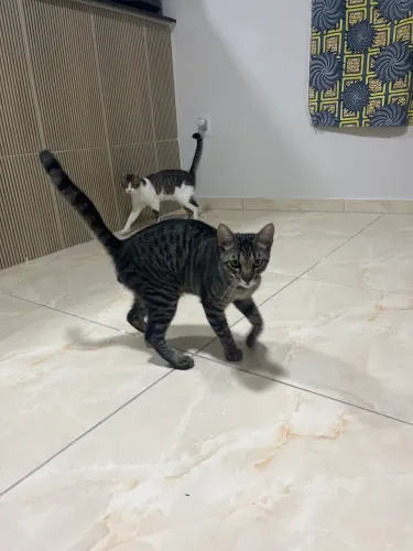 gatos 
