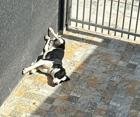 Doação Responsável: Lindo Cão (Rottweiler com Pitbull) - Adestrado e Dócil