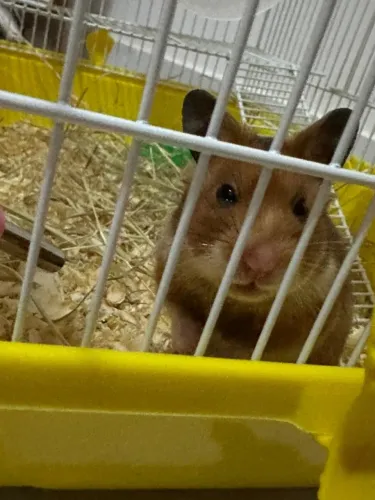 Hamster + alimentação e itens