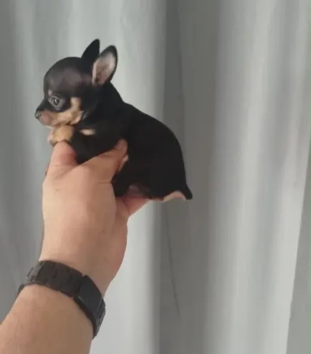 Pinscher miniatura 0 -Garantia em contrato /Garantia de saúde 