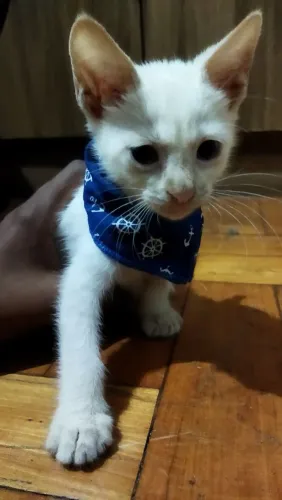 Gato