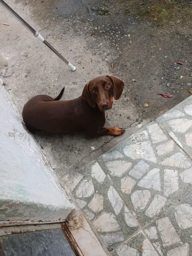 Cachorro Dachshund