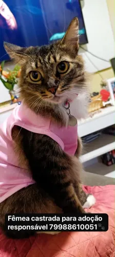 Gatinha para adoção responsável 