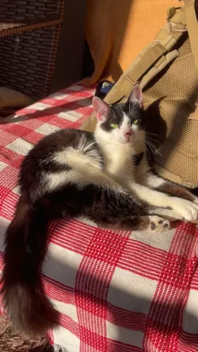 Gato pra doação 