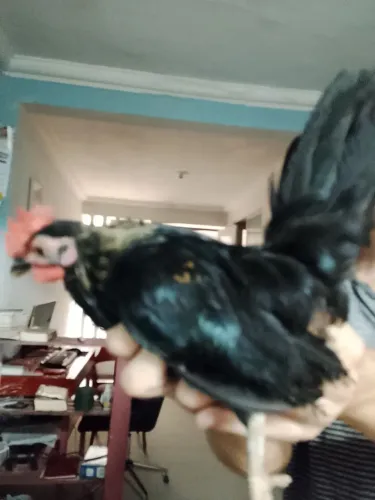 Vendo 2 galinhos nagazak