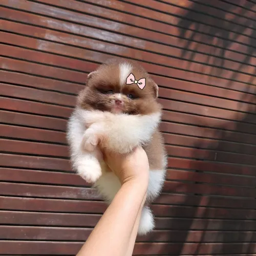 Lindas Ursinhas Chocolates com Olhos verdes Luu da Pomerânia