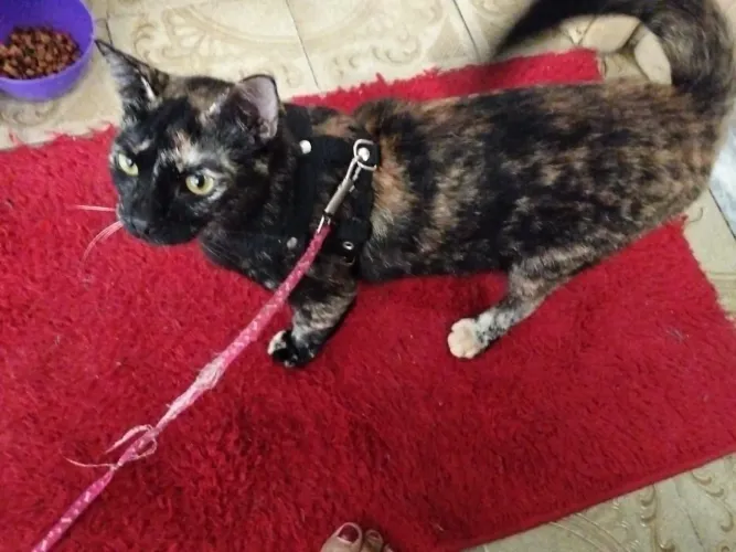 Gata adulta castrada e vacinada