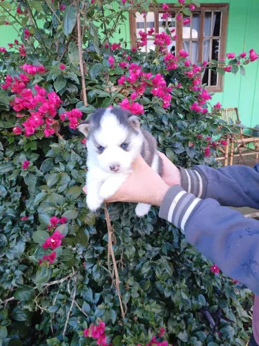 Filhotes Husky siberiano pra venda