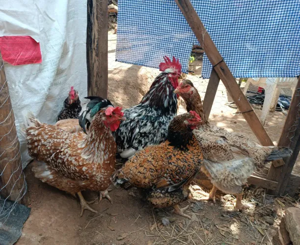OVOS FÉRTEIS E PINTINHOS GSB