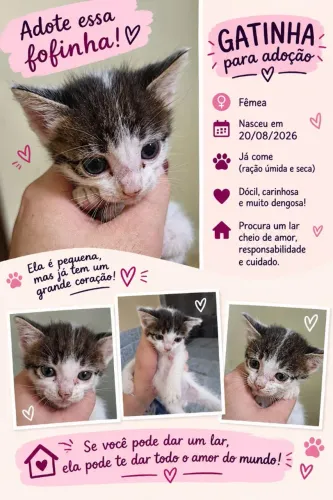 Doação filhote de gatinho