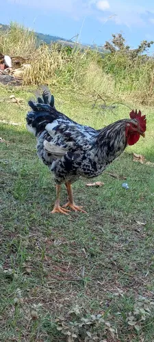 GSB,frango pra melhorar  sua criação 