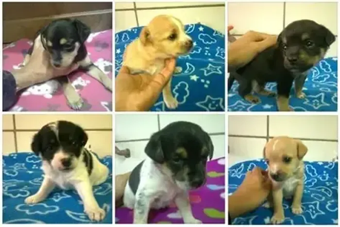 lindos filhotes pequenos