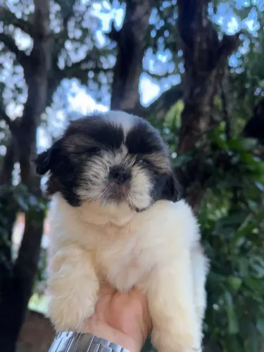 Shih-tzu puro com pedigree raça origina *23