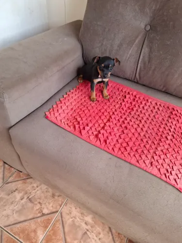 LINDA FÊMEA PINCHER!!VERMIFUGADA VACINADA