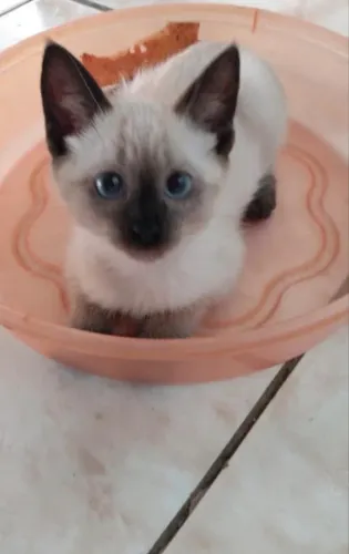 Gatinhos Para Doação