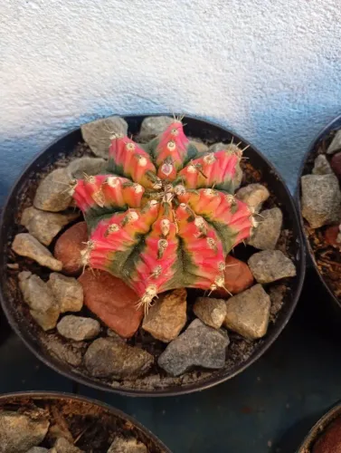 Gymnocalycium Variegatas... Cacto Colorido...