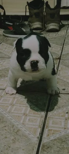Filhote de American Bully