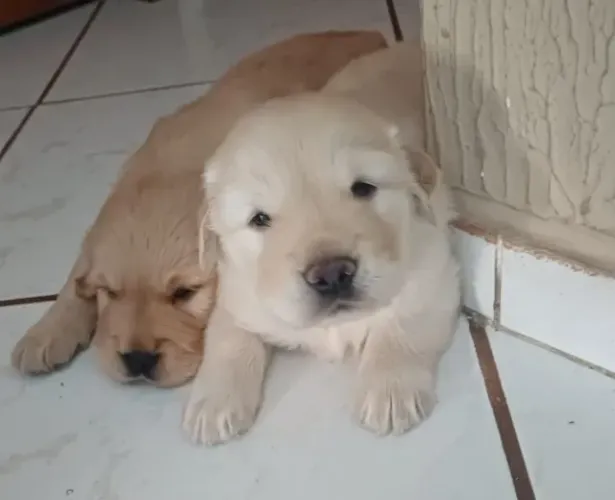 Filhotes de Golden Retriever | Carinho cheio de significado.