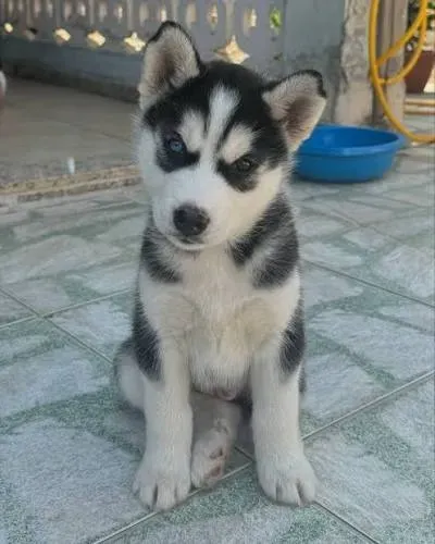 Doação de husky siberiano filhote