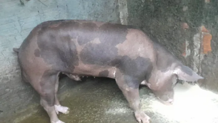 Vendo um barrão pietran P.O pelagem dálmata