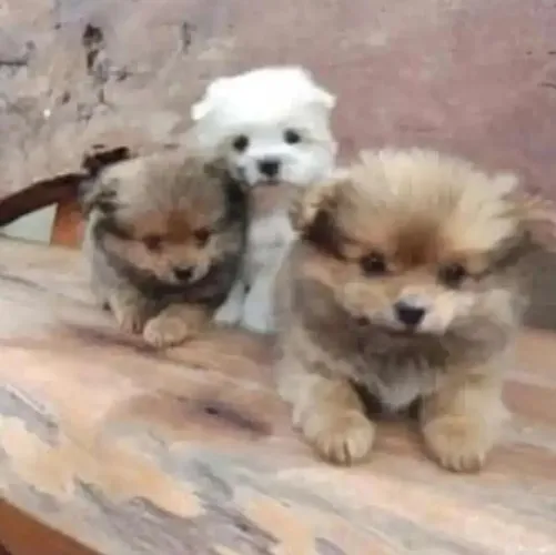 Spitz lindos bonequinhos macho e fêmea