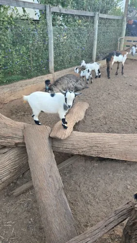 Mini cabra / mini bode / para ser seu pet